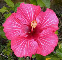 Tropski hbiskus (Rosa sinensis) Tahitian%20Respberry%20Rays%20=%20xxx2-1%20Raspberry%20Swirl%20x%20Dragon%27s%20Breath,%207-8%20in,%20RJ1_jpg