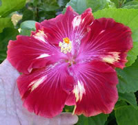 Tropski hbiskus (Rosa sinensis) Tahitian%20Royal%20Velvet%20=%201313-30%20Georgia%27s%20Pearl%20x%20Lady%20In%20Red,%207-8%20in,%20RJ1_jpg